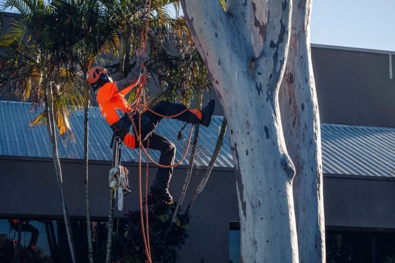 palm tree removal Canberra