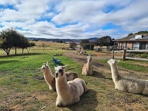 Alpaca Magic