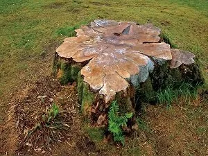 Molonglo Tree service Aussie Tree Lopping Canberra 5 Stump removal Canberra ACT