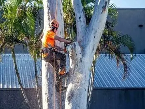 Molonglo Tree service Aussie Tree Lopping Canberra 2 Tree removal Canberra ACT
