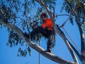 tree trimming in Canberra