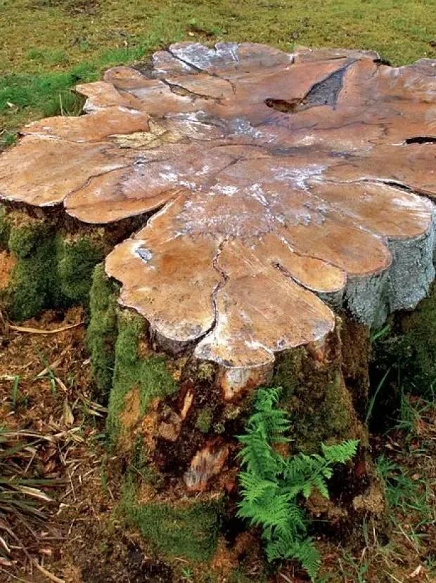 Stump grinding service Canberra Stump grinding service Canberra
